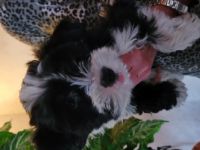 Wir TIBET-TERRIER-WELPEN, geb.am 18.Dez.2021, kommen