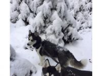 2 Welpen 3 Monate jung , geimpft, gechipt, mögen gerne