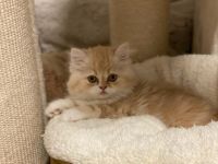 Unsere bezaubernde Bella (Perser Lady) hat nach einer