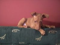 Pharaos Hund reinrassige suchen ein schönes liebevolles