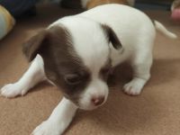 2 Junge Langhaar bereits zu Reservierung