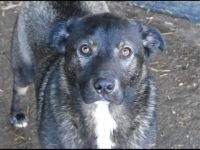 Joker, Dringend erfahrene Endstelle gesucht! JOKER - m,