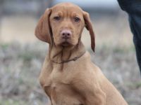 Ein wunderschöner Magyar Vizsla Rüde mit FCI Papieren