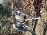 Okami, Akita Inu Rüde, 2 Jahre alt, wunderschön! Leider