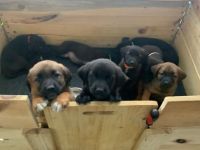 3 Kleine Mädchen suchen noch ein liebevolles Zuhause