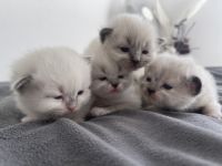 Unsere wunderschöne Ragdolldame Kiki hat am 17.02.2022