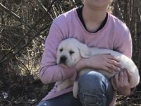 Wunderschöne reinrassige Labrador Welpen mit Papiere ,
