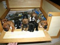 Hallo liebe Boxer Freunde/Fans, 6 Rüden u.4 Hündinnen.