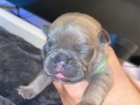 Unsere Hündin Bella, hat am 13.3.22 6 gesunde Welpen