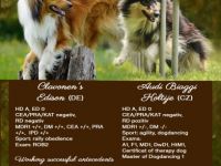 Wir haben Jungs in tricolor und dark sable zu buchen.