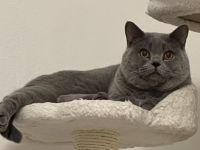 Balu, Manchmal passieren Dinge die nicht vorhersehbar