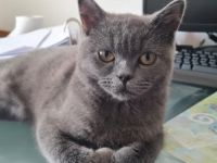 BKH, Wir suchen eine nette, tierfreundliche Familie für