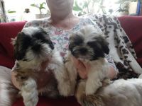 Unsere süße kleine Shih Tzu Dame Issy hat am 06.01.22