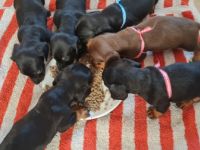 Wir sind am 25.2.2022 geboren und würden uns freuen