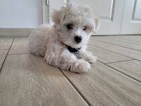 11 Wochen alte Malteser Hündin aus persönlichen Gründen