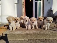 Wundervolle Welpen suchen ein ebenso wundervolles zu