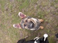 Rufus Napoleon, Unser Jungrüde sucht seine Familie.