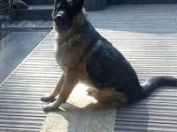 Hallo unsere wunderschöne Hündin hatte am.05.03.22