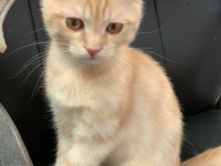 Unsere Katze hat am 05.12.2021 4 gesunde Kitten