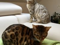 Benji und Lilo, Verkaufen unsere beiden lieben Jungs