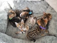 Katzenbabys Kitten mit Stammbaum Mitte Februar am 25.02