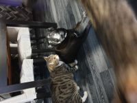 Hi, ich bin Chico, ein spannender Mischling aus