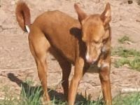 Hallo hier ist die Zelda eine hübsche, liebenswerte