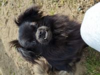 Pauli ist der Sohn unseres Hundepaares Casper und Lana.