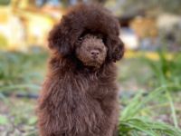 Zuhause für ein Pudelmädel gesucht. Sie ist 1.5 Kilo