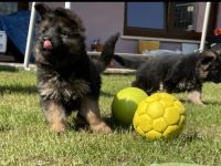 Altdeutscher Schäferhund, Welpen