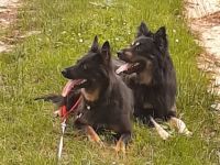 Am 12.03.2022 ist bei mir ein Wurf altdeutscher