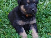 Altdeutsche Hütehund Welpen (Gelbbacken)