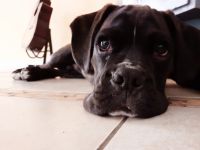 Wir suchen ein neues zu Hause für unseren Boxer. Er