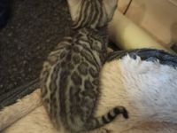 Zwei weibliche Kitten aus unserem aktuellen Wurf suchen