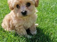 Havapoo's die flauschigen Fellnasen /wie Maltipoo!