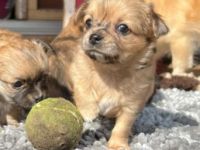 Chihuahua Welpen Chihuahua Welpen am 4.2. geboren