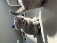 Hallo wir verkaufen unsere kleinen BKH Kätzchen, diese