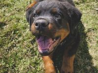 Unser Welpe sucht ein neues zu Hause. 1 Rüde würde sich