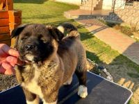 Wir sind im Besitz von männlichen und weiblichen Akita