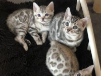 Hallo liebe Katzenfreunde Unsere bengal Katze hat am 03