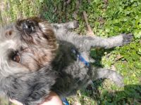 Zilli lebt bei uns auf Pflege und ist eine freundliche,