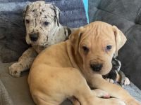 Wir kleinen Deutschen Doggen Kinder (Reinrassig)