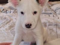 Es ist eine Rüde der12 Wochen alt sind. Er ist sehr