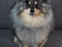 Zwergspitz merle Deckrüde mit Erfahrung