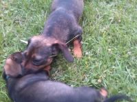 unsere Hundemutter Petra hat uns kleine Baby geschenkt.