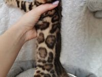 Wir haben kleine Leoparden abzugeben. Wir sind eine