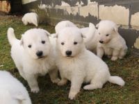 Wir haben Welpen von unserer Yuma von dem weissen Golde