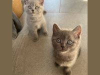 Unser wunderschönes Britisch Kurzhaar Pärchen Lima und