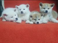 Sashatoshi Japanese Akita Kennel, registriert unter der