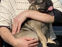 Hallo, Wir suchen eine neue Familie für unseren kleinen